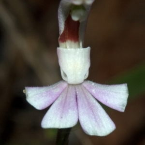 Caladenia picta at Myola, NSW - 12 Jun 2011