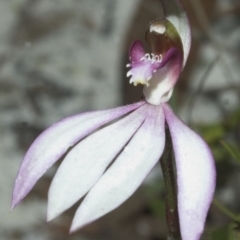 Caladenia picta (Painted Fingers) at Callala Creek Bushcare - 13 Jul 2006 by AlanS