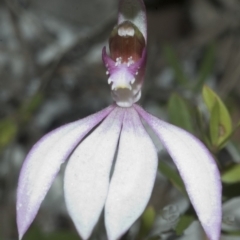 Caladenia picta at Myola, NSW - 14 Jul 2006