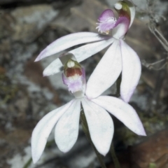 Caladenia picta at Myola, NSW - 14 Jul 2006