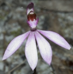 Caladenia picta at Myola, NSW - 14 Jul 2006