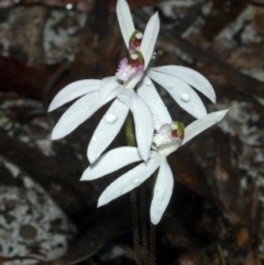 Caladenia picta (Painted Fingers) at Callala Creek Bushcare - 21 May 2011 by AlanS