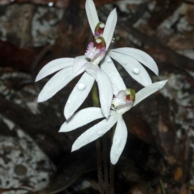 Caladenia picta (Painted Fingers) at Myola, NSW - 21 May 2011 by AlanS