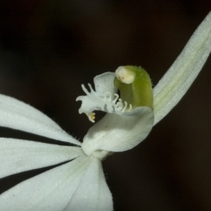 Caladenia picta at Myola, NSW - suppressed