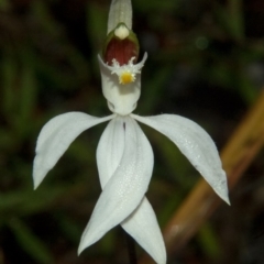 Caladenia picta at Myola, NSW - suppressed