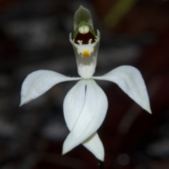 Caladenia picta at Myola, NSW - 22 May 2011