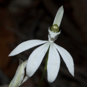 Caladenia picta at Myola, NSW - suppressed