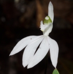 Caladenia picta (Painted Fingers) at Callala Creek Bushcare - 27 May 2015 by AlanS