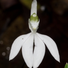 Caladenia picta at Myola, NSW - suppressed