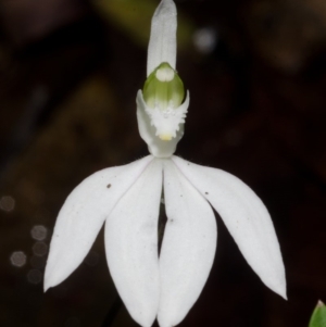 Caladenia picta at Myola, NSW - suppressed