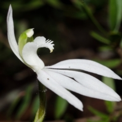 Caladenia picta at Myola, NSW - 28 May 2015