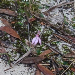 Caladenia picta at Myola, NSW - 28 May 2015