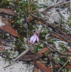 Caladenia picta at Myola, NSW - 28 May 2015