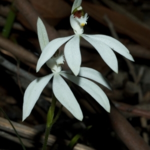 Caladenia picta at Browns Mountain, NSW - suppressed