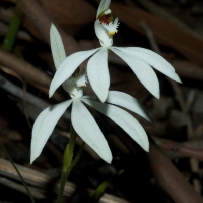 Caladenia picta (Painted Fingers) at Browns Mountain, NSW - 30 Jun 2009 by AlanS