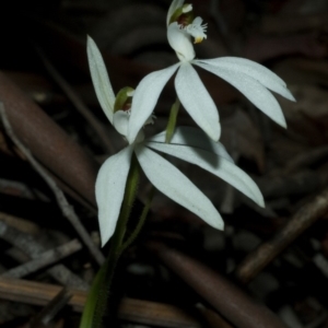 Caladenia picta at Browns Mountain, NSW - 30 Jun 2009