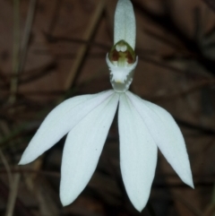 Caladenia picta at Browns Mountain, NSW - suppressed