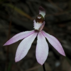Caladenia picta at Browns Mountain, NSW - suppressed