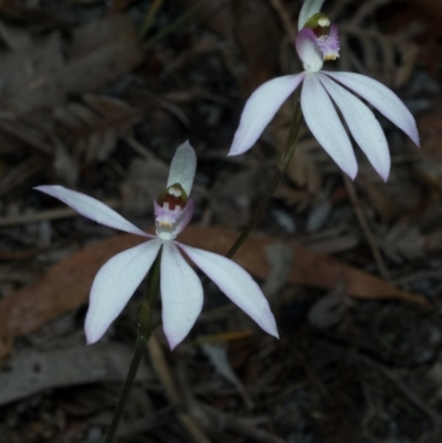 Caladenia picta (Painted Fingers) at Callala Creek Bushcare - 26 May 2010 by AlanS