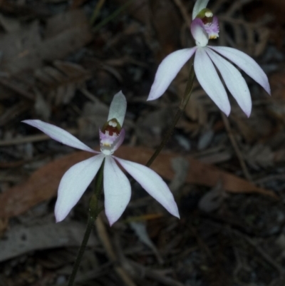 Caladenia picta (Painted Fingers) at Myola, NSW - 26 May 2010 by AlanS
