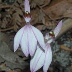 Caladenia picta at Myola, NSW - suppressed