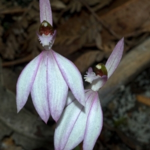 Caladenia picta at Myola, NSW - suppressed