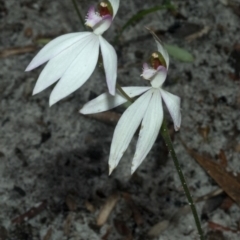 Caladenia picta at Myola, NSW - suppressed