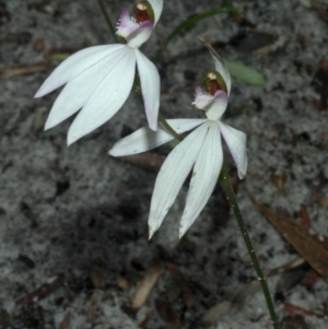 Caladenia picta at Myola, NSW - 27 May 2010