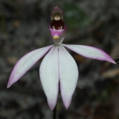 Caladenia picta at Myola, NSW - suppressed