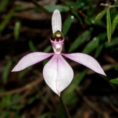 Caladenia picta (Painted Fingers) at Myola, NSW - 6 Jul 2012 by AlanS