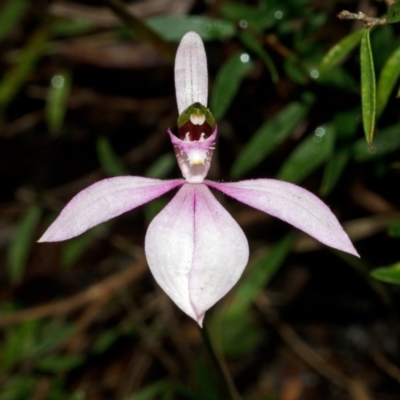 Caladenia picta (Painted Fingers) at Myola, NSW - 7 Jul 2012 by AlanS
