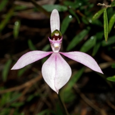 Caladenia picta (Painted Fingers) at Callala Creek Bushcare - 6 Jul 2012 by AlanS