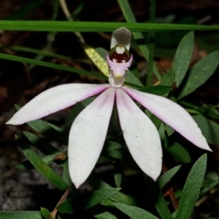 Caladenia picta at Myola, NSW - 7 Jul 2012