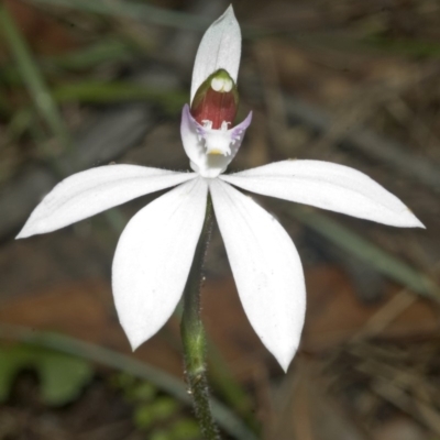 Caladenia picta (Painted Fingers) at Saint Georges Basin, NSW - 5 May 2007 by AlanS