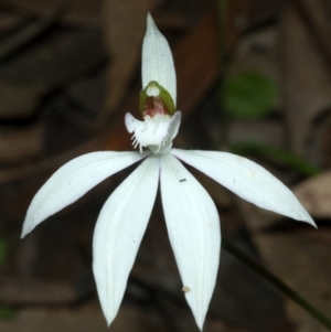 Caladenia picta at Undefined, NSW - 14 Jun 2009