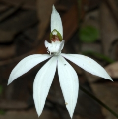 Caladenia picta (Painted Fingers) at Undefined, NSW - 13 Jun 2009 by AlanS