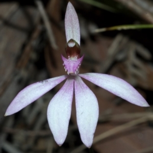 Caladenia picta at Undefined, NSW - 14 Jun 2009