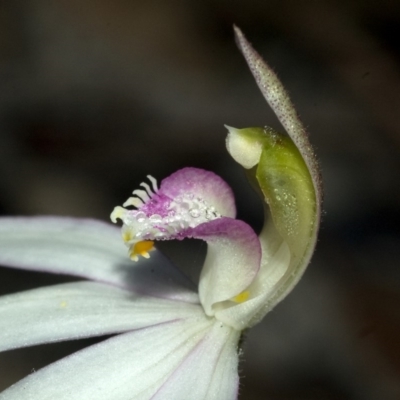 Caladenia picta (Painted Fingers) at Myola, NSW - 19 May 2011 by AlanS