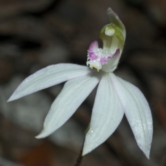 Caladenia picta at Myola, NSW - suppressed