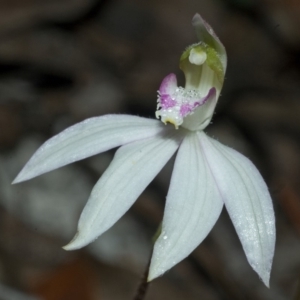 Caladenia picta at Myola, NSW - 20 May 2011