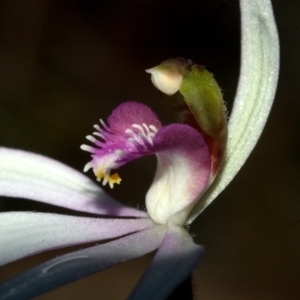 Caladenia picta at Myola, NSW - 20 May 2011