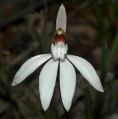 Caladenia picta at Myola, NSW - 20 May 2011