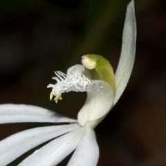 Caladenia picta at Myola, NSW - 20 May 2011