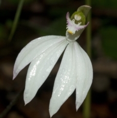 Caladenia picta (Painted fingers) at Jervis Bay National Park - 13 May 2011 by AlanS