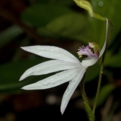 Caladenia picta at Huskisson, NSW - suppressed