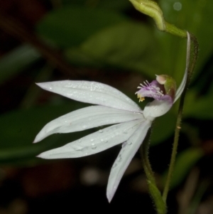 Caladenia picta at Huskisson, NSW - 14 May 2011