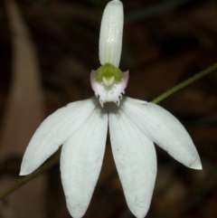 Caladenia picta at Huskisson, NSW - 14 May 2011