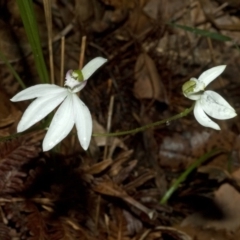 Caladenia picta at Huskisson, NSW - 14 May 2011