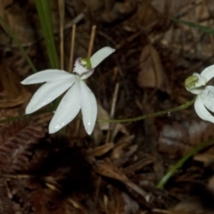 Caladenia picta at Huskisson, NSW - suppressed