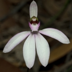 Caladenia picta (Painted Fingers) at Yerriyong, NSW - 13 May 2010 by AlanS